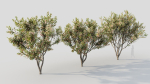 Loquat b