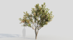 Loquat b