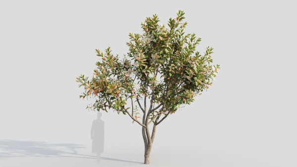 Loquat b