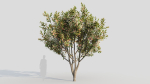 Loquat b