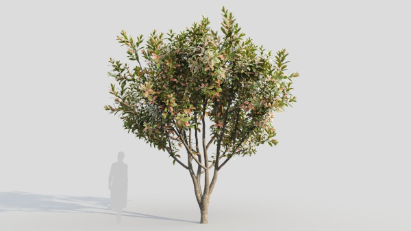 Loquat b