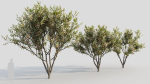 Loquat b
