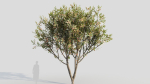 Loquat b