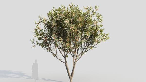 Loquat b