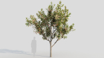 Loquat c