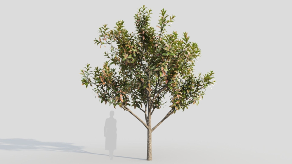Loquat c