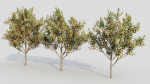 Loquat c