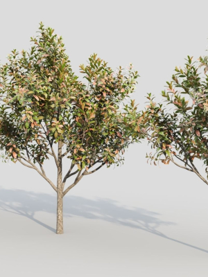 loquat-c-3d-model-3fb6ba3189