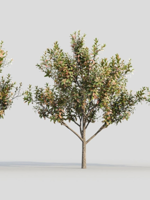 Loquat c