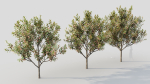 Loquat c