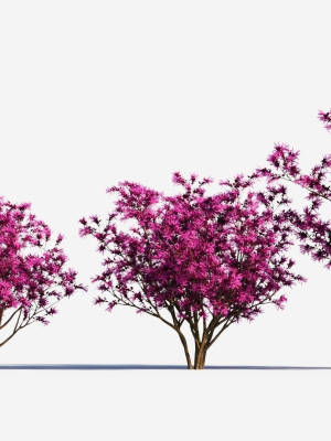 Loropetalum b