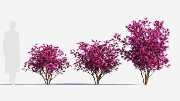 Loropetalum b
