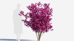 Loropetalum b