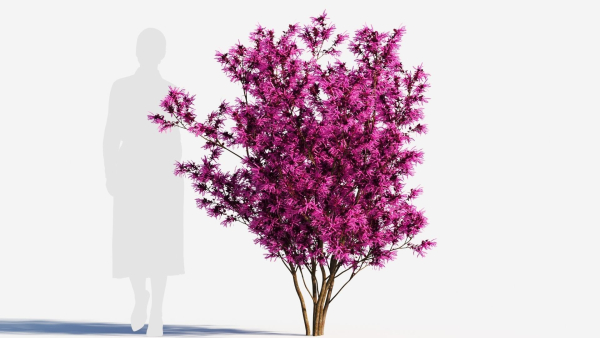 Loropetalum b