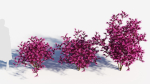 Loropetalum b