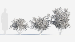 Loropetalum b