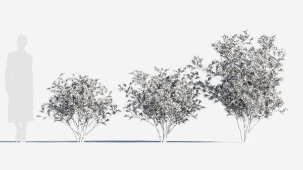Loropetalum b