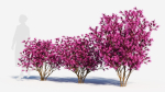 Loropetalum b