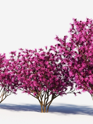 loropetalum-b-3d-model-88944ba6b2