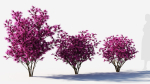 Loropetalum b