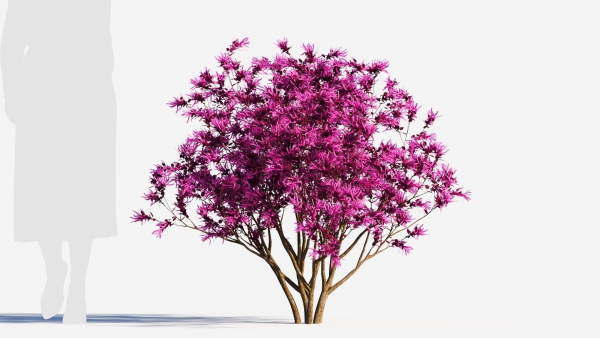 Loropetalum b