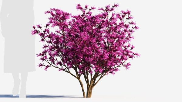 Loropetalum b