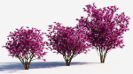 Loropetalum b