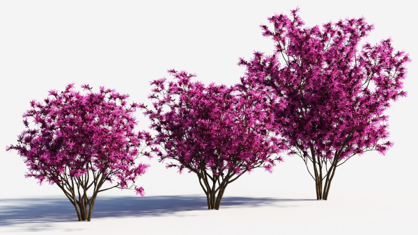 Loropetalum b