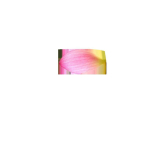lotus water lily