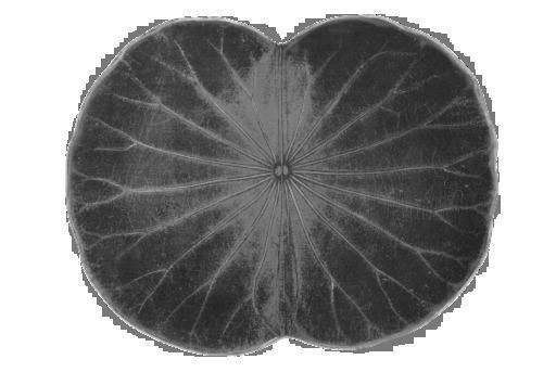 lotus water lily
