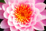 lotus water lily