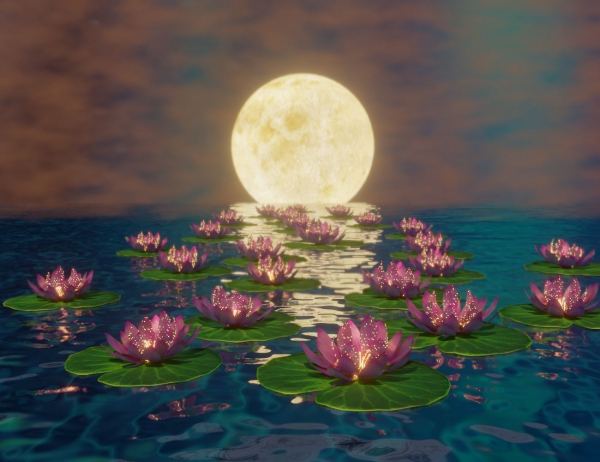 lotus water lily