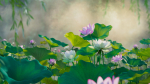 Lotus Collection vol07