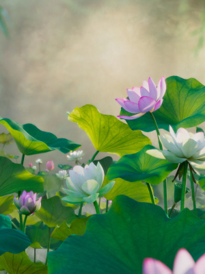 Lotus Collection vol07