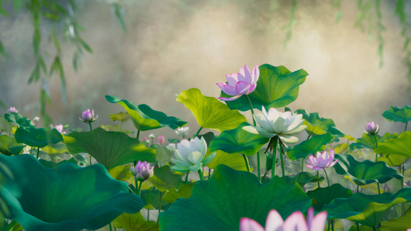 Lotus Collection vol07