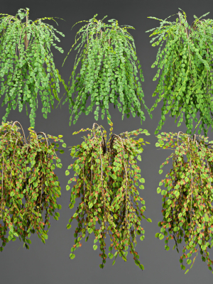 low poly 3d hanging plants collection