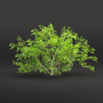 Low poly bushes collection vol 30