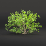 Low poly bushes collection vol 30