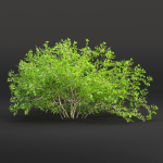 Low poly bushes collection vol 30