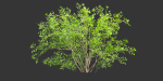 Low poly bushes collection vol 30-Blender