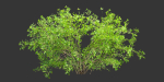 Low poly bushes collection vol 30-Blender