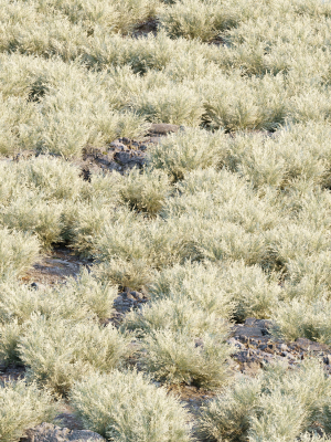 low-poly-desert-cotton-grass-collection-vol-212-3d-model-216356efb1