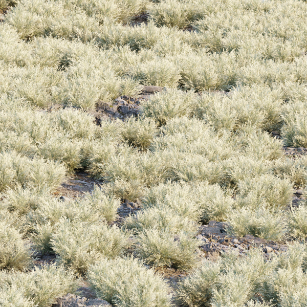 Low Poly Desert Cotton Grass collection vol 212
