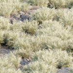 Low Poly Desert Cotton Grass collection vol 212