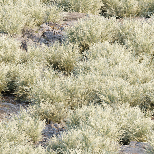 Low Poly Desert Cotton Grass collection vol 212