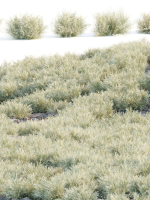 Low Poly Desert Cotton Grass collection vol 212