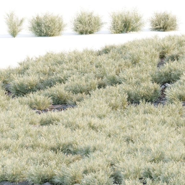 Low Poly Desert Cotton Grass collection vol 212