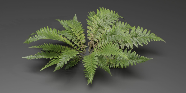 Low Poly Fern Plants Collection vol 217-Blender
