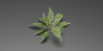 Low Poly Fern Plants Collection vol 217-Blender