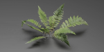 Low Poly Fern Plants Collection vol 217-Blender